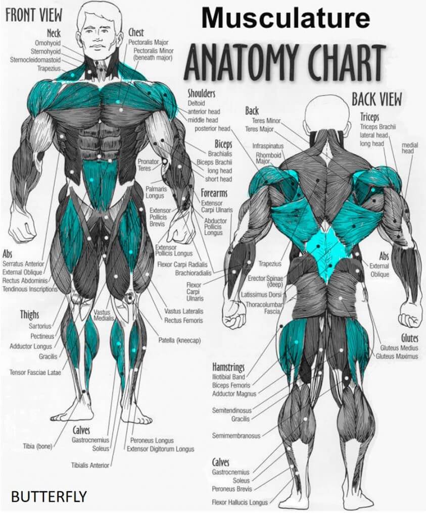 Butterfly muscle groups