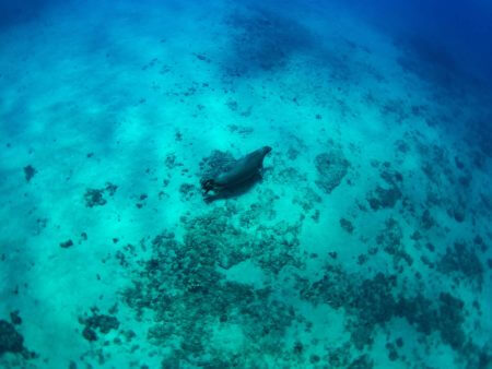 epic swim maui