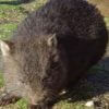 commonwombat