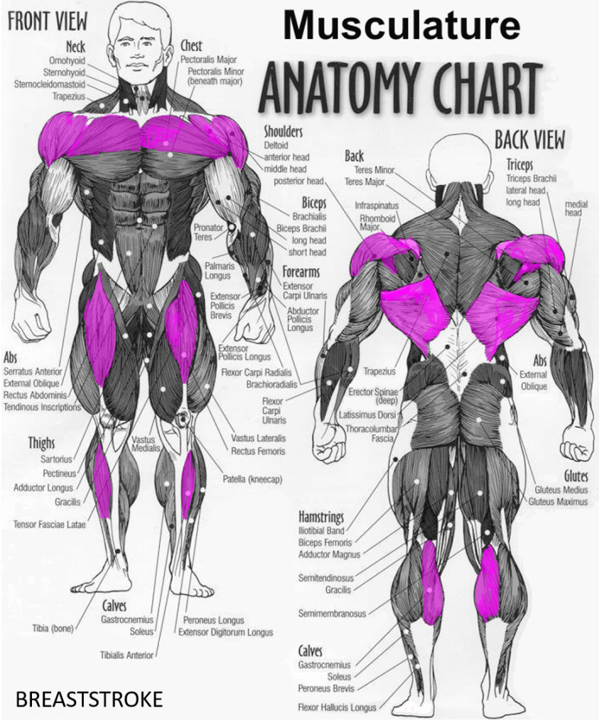 Breaststroke muscle groups