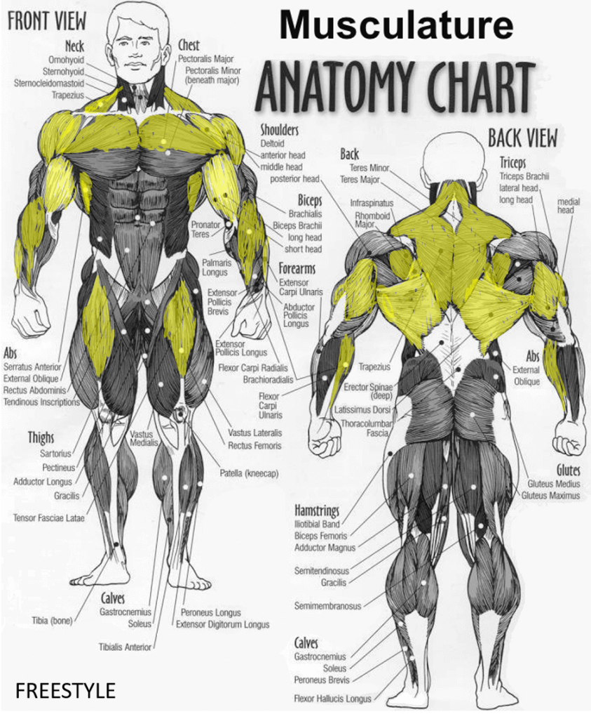 Freestyle muscle groups