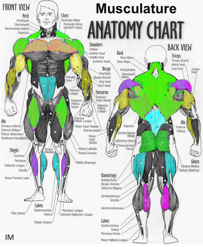 IM muscle groups2